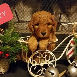 Goldendoodle Puppies from East Coast Goldendoodles