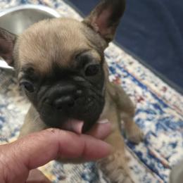 Fiona - Fawn female French Bulldog puppy in Belvidere, Nebraska from Amore Kennel