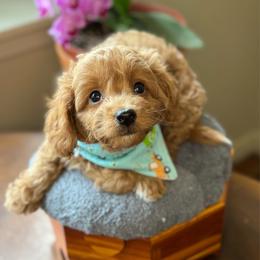 Coconut - male Cavapoochon puppy in Waldron, Arkansas from Kay’s Cutie Poos
