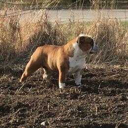 Tootsie - Bulldog
