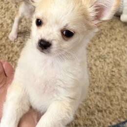 Gem AKC - Cream and white male Chihuahua puppy in Amity, Pennsylvania from Rhoda and Verna
