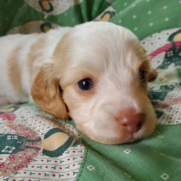 Julian - Dapple male Dachshund puppy in New Brighton, Minnesota from Doxie Lakes