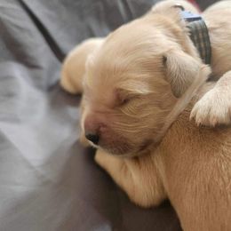 Golden Retriever and Labrador Retriever Puppies from Storm Chasers Retrievers