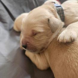 Golden Retriever and Labrador Retriever Puppies from Storm Chasers Retrievers