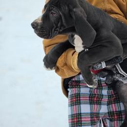 Veronica - Black female Great Dane puppy in Mineola, Texas from RC Ranch Great Danes And Cane Corsos