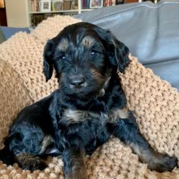 Maui - Phantom male Bernedoodle puppy in Yuba City, California from Ranch House Doodles
