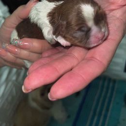 Harry - Liver and white male Shih Tzu puppy in Las Vegas, Nevada from P and J Farms