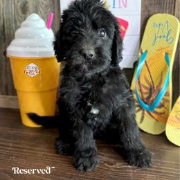 Apollo - Black male Labradoodle puppy in Paw Paw, Michigan from ProAct Canines