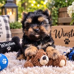 Winston - Black and tan male Yorkshire Terrier puppy in Warren, Michigan from Danielle's Yorkie Babies