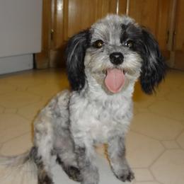 Annie - Shichon