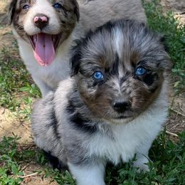 Australian Shepherd Puppies from Coleman's Natural Bridge Aussies