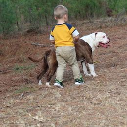 Alapaha Blue Blood Bulldog All Grown Up from Chop Top Alapahas