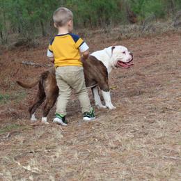 Alapaha Blue Blood Bulldog All Grown Up from Chop Top Alapahas