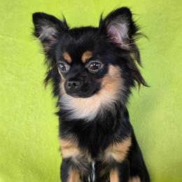 Belle - Chihuahua