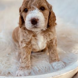 Goldendoodle Puppies from Daisy Doodles