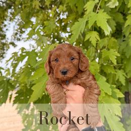 Rocket - Red  male Goldendoodle puppy in Melba, Idaho from KZ Doodles