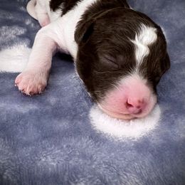 Aussiedoodle Puppies from WildRiver Pups