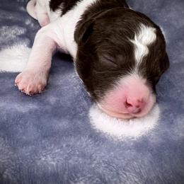 Aussiedoodle Puppies from WildRiver Pups
