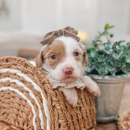 Millie - Cream female Goldendoodle puppy in Iola, Texas from Supreme Doodles of Texas