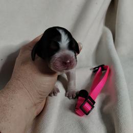 Pink collar - Black white and tan female English Springer Spaniel puppy in Redding, California from Springer's Journey Spaniels California