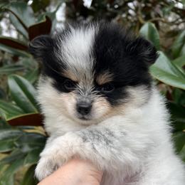 Eve - Tri-colored female Pomeranian puppy in Waller (Northwest Of Houston), Texas from Blue Cottage Pomeranians