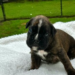 Boy 1 - Boxer puppy from MK Boxer Haven of CNY