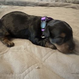 Aunt Lydia - Black and tan female Dachshund puppy in Hobart, Indiana from Cogsworth Cromwell Dachshunds of NW Indiana