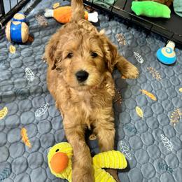Woodstock (Orange Collar) - Red  male Goldendoodle puppy in Bay City, Texas from Charming Doods