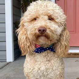 Bing - Goldendoodle