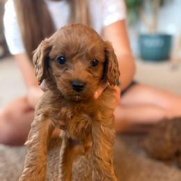 Mocha - Red male Cavapoo puppy in River Falls, Wisconsin from Dottie's Doodles