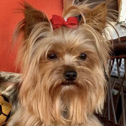 Tigger - Yorkshire Terrier