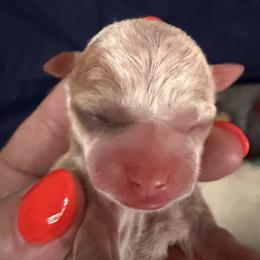 Boy 4 - male Chihuahua puppy in Massachusetts, Massachusetts from Boston Chi Chis