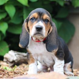 Aspen - Black tan and white male Basset Hound puppy in Idaho from Welcome Home Bassets