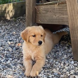 Golden Retriever Puppies from Copper Tail Golden Retrievers