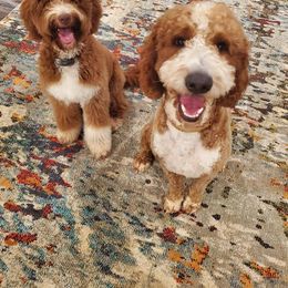 Bernedoodle, Goldendoodle, and Poodle Puppies from Southern Enchanted Doodles
