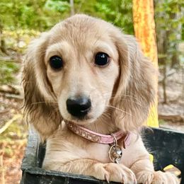 Blutaffy - Dachshund