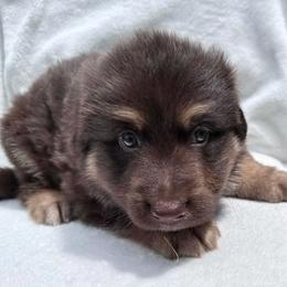 Purple collar - Liver male German Shepherd puppy in Allentown, Pennsylvania from VMH Shepherds
