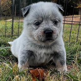 Green Collar Boy 6 - Blue male Australian Cattle Dog puppy in Irvington, Kentucky from Dry Valley’s Australian Cattle Dogs