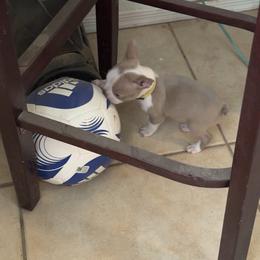 Taylor (yellow collar) - Lilac male Boston Terrier puppy in Red Rock, Arizona from Knucklez Kids