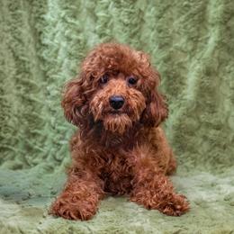 Minnie - Poodle