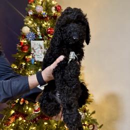 Purple - Black female Goldendoodle puppy in Cape Coral, Florida from Magnolia Doodles co.