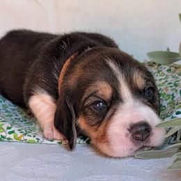 Alpine - Black tan and white male Beagle puppy in Colville, Washington from Rosehaven Homestead