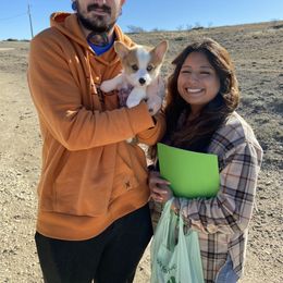 Pembroke Welsh Corgi Puppies from Loves Classic Corgis