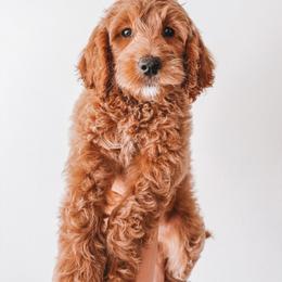 Franklin (Green Collar) - Red  male Goldendoodle puppy in Beaverton, Oregon from Henry Elliots