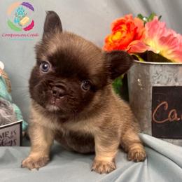 Cache - Fawn male French Bulldog puppy in Bowman, Georgia from Companion Creek Farm