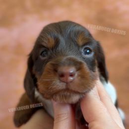 Dolly Parton - Piebald female Dachshund puppy in Chandler, Arizona from Vonaducci Doxies, LLC.
