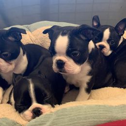 Boston Terrier Puppies from Lighthouse Bostons