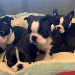 Boston Terrier Puppies from Lighthouse Bostons