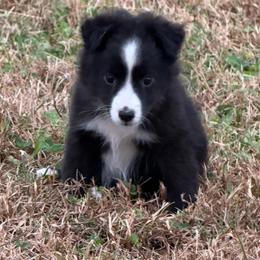 Trixie (PRICE DROP) - Black & white female Miniature Australian Shepherd puppy in Stuart, Iowa from Arbor Hill Aussies