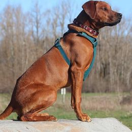 Rhodesian Ridgebacks from Skydance Rhodesian Ridgebacks